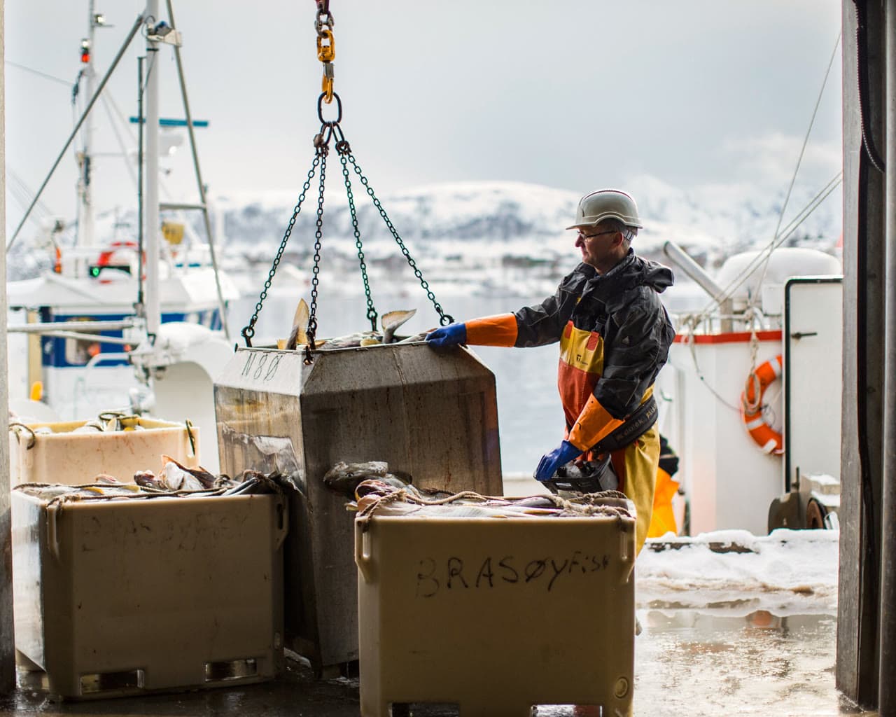 Dockworker moving fresh fish using a crane at an export harbour — primary sector cold chain from catch to market